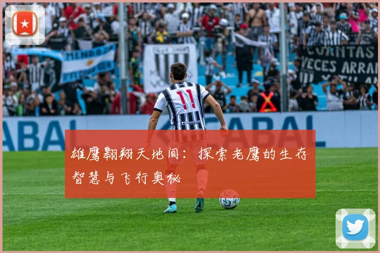 雄鹰翱翔天地间：探索老鹰的生存智慧与飞行奥秘