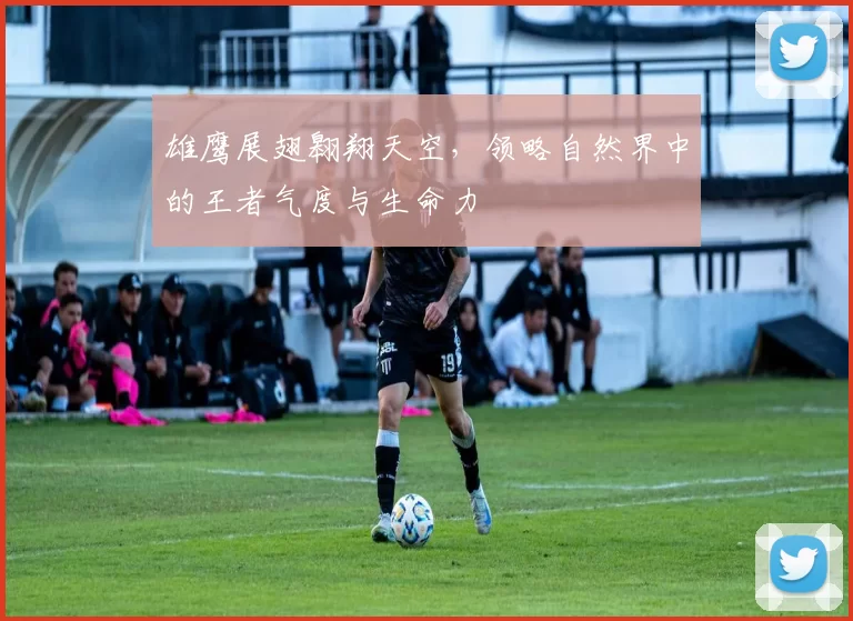 雄鹰展翅翱翔天空，领略自然界中的王者气度与生命力
